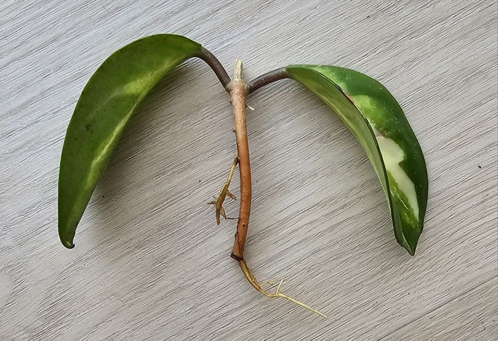 Hoja carnosa tricolor