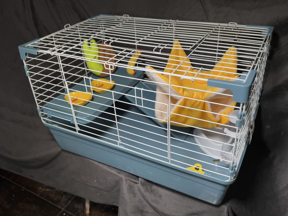 Морська свинка , guinea pig та апартамегти для них