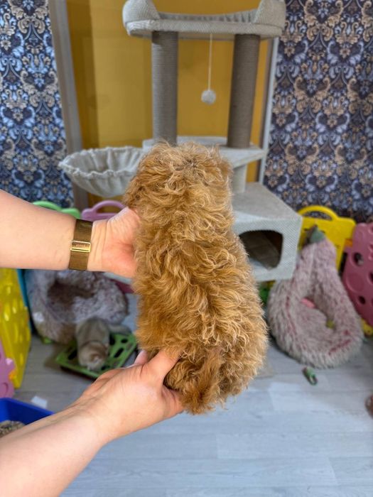 Справжні Той пуделя! Київ, або відправлю. Є «Оплата частинами»