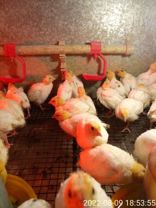 Двух недельные техасские перепела.