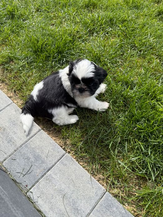 Shih tzu szczeniaki