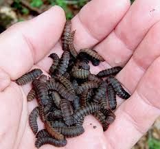 Черная львинка, черный солдат, личинки, яйцо.