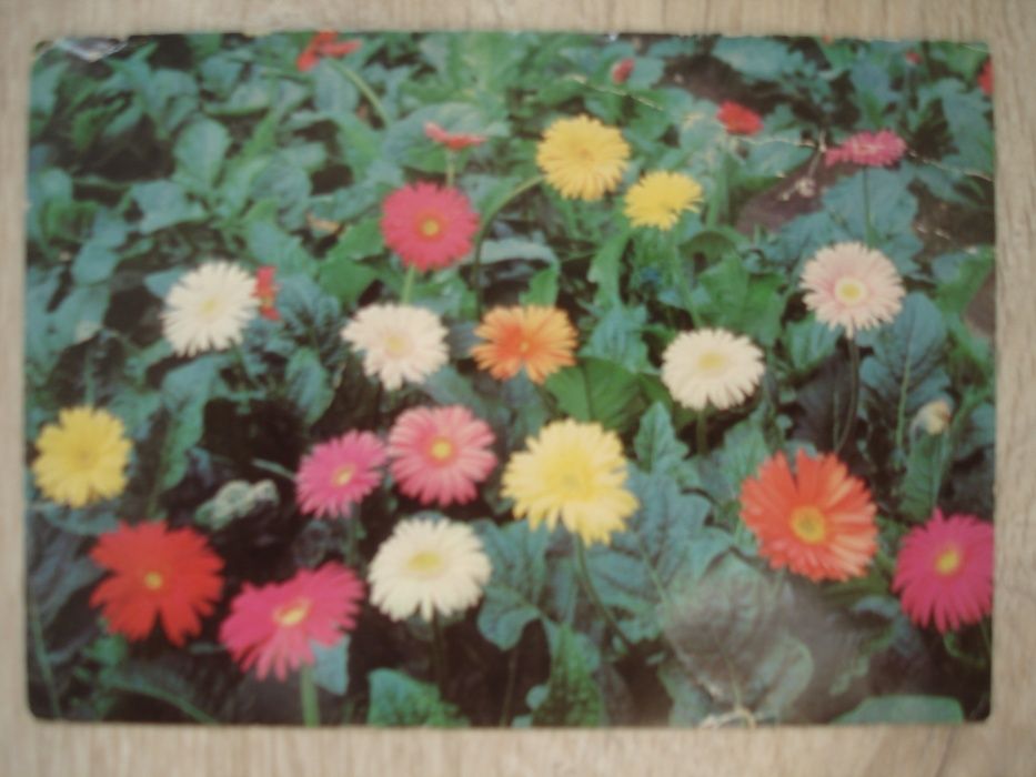 Открытки на цветочную тематику. 1968 - 1973. СССР, Болгария, Чехослова