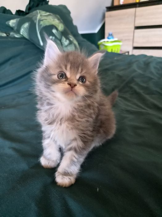 Niebieska szylkretka Maine Coon FPL