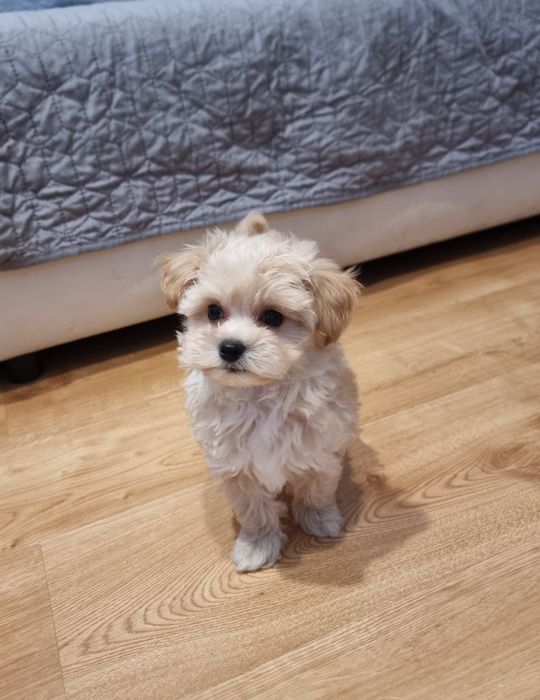 Maltipoo  piesek