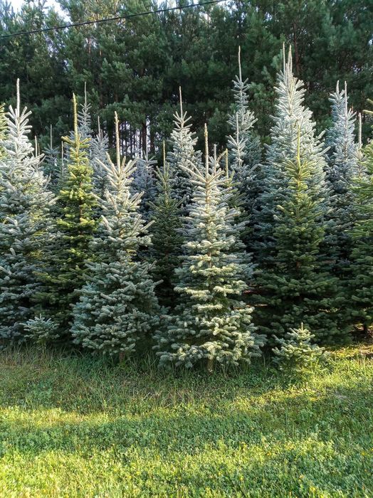 Świerk srebrny choinki