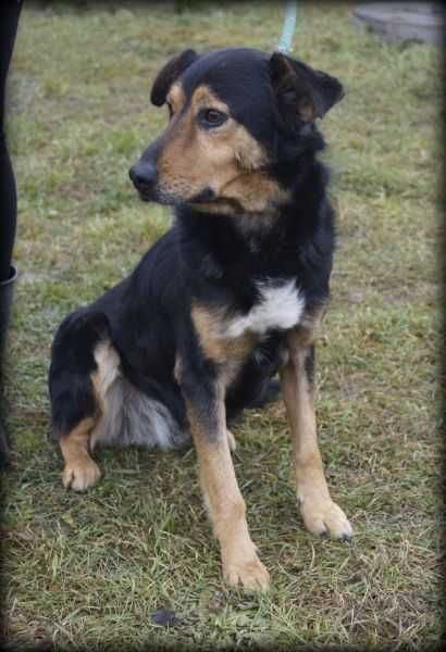 Miko - średni pies szuka domku z ogrodem