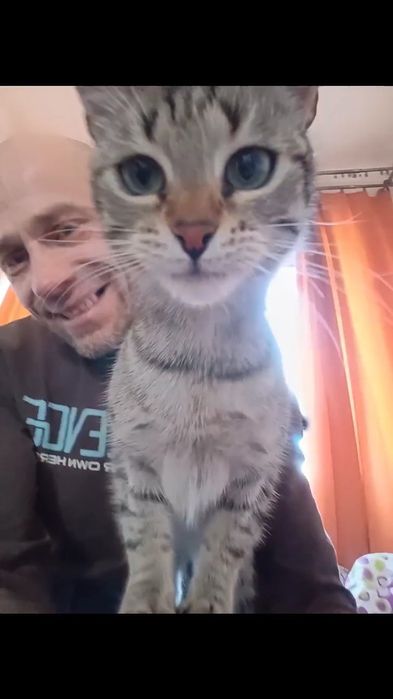 Zaginęła Zuza szara kotka