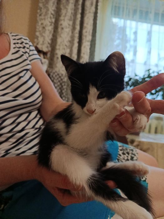 Котенок,девочка 3 мес.