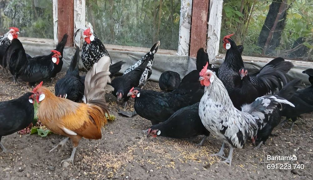 jajka lęgowe rasy bantamka- posiadam też inne rasy