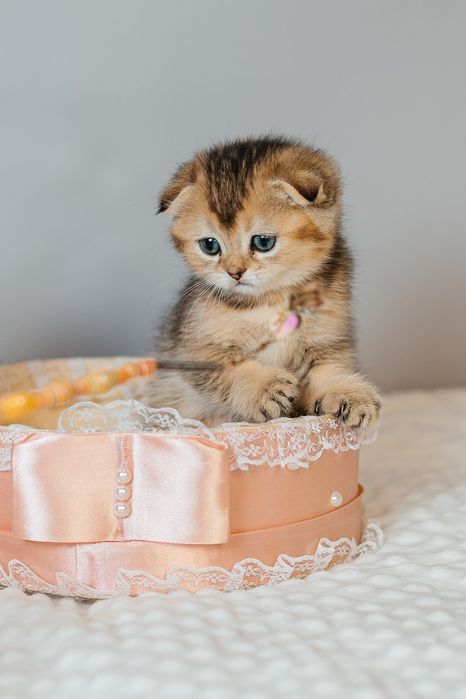 Шотландские котята