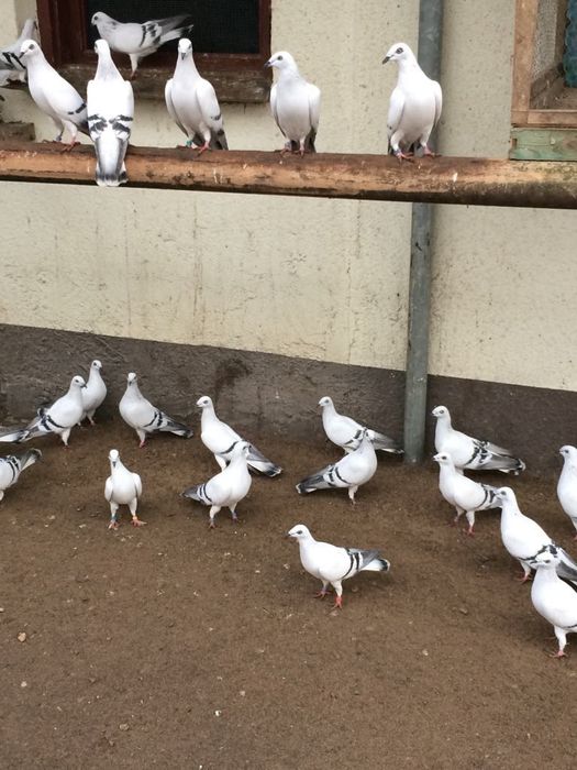 Sprzedam gołębie żałobne łomżyńskie obrączkowane