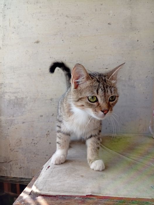 Котик пів року в добрі руки