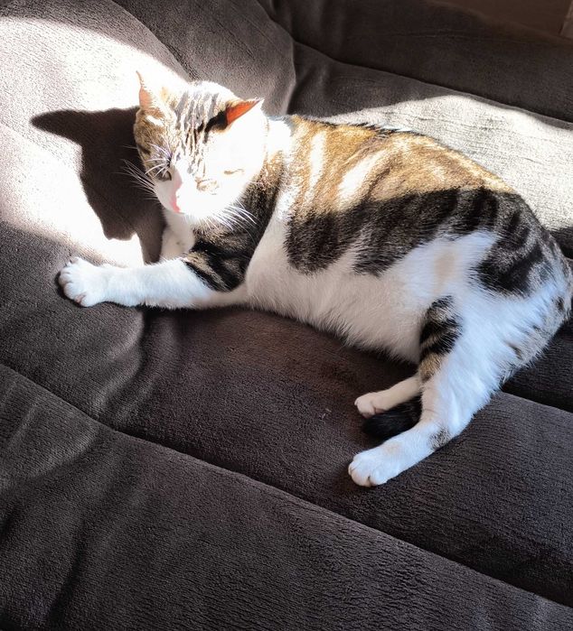 Pet Sitting a Domicílio