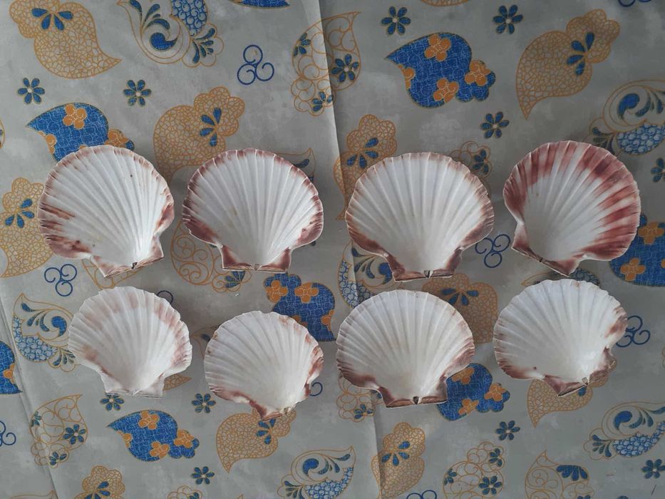 Vendo para desocupar 8 conchas naturais grandes. 10€ todas.