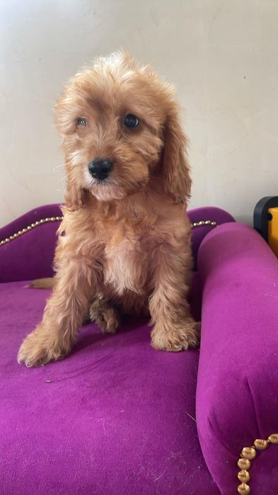 Cavapoo piesek gotowy do odbioru