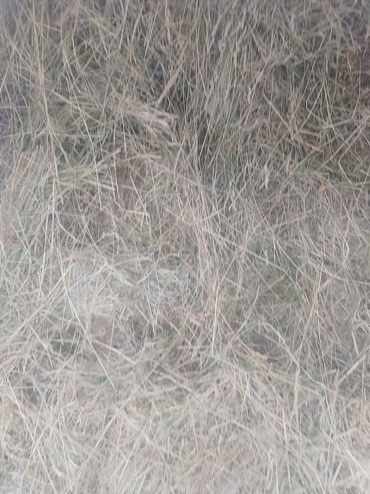 Сіно тюковане перший укіс