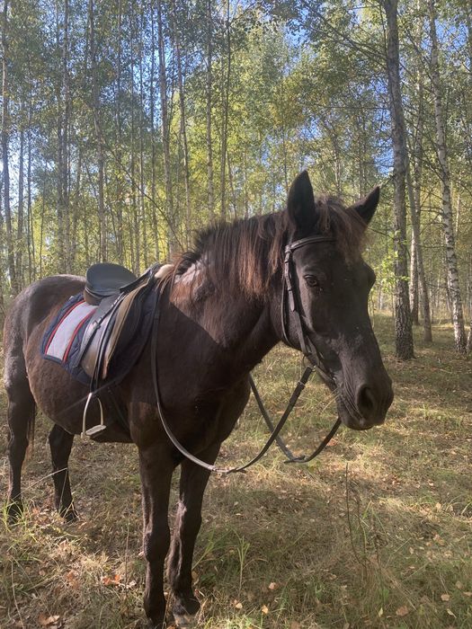 Продам кобилу 14 років