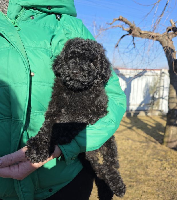 Хлопчики та дівчатка. Чарівні кучеряшки.