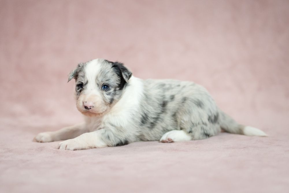 Border collie dziewczynka Blue -merlenr1/Badania genetyczne/DNA/RTG/
