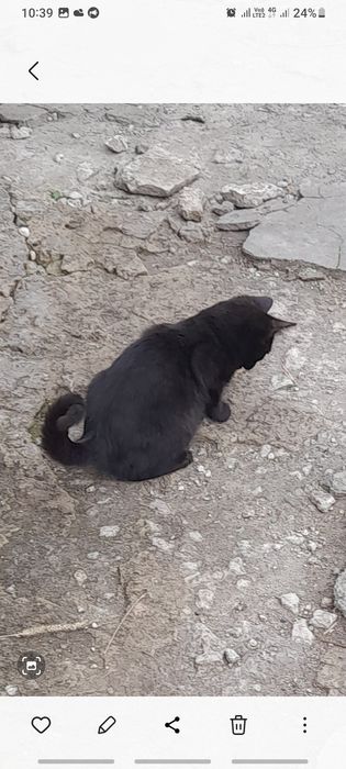 Отдам котят в хорошие руки очень игровые и ласковые