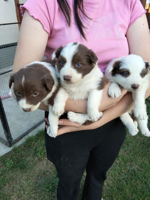 Border collie czekoladowo białe