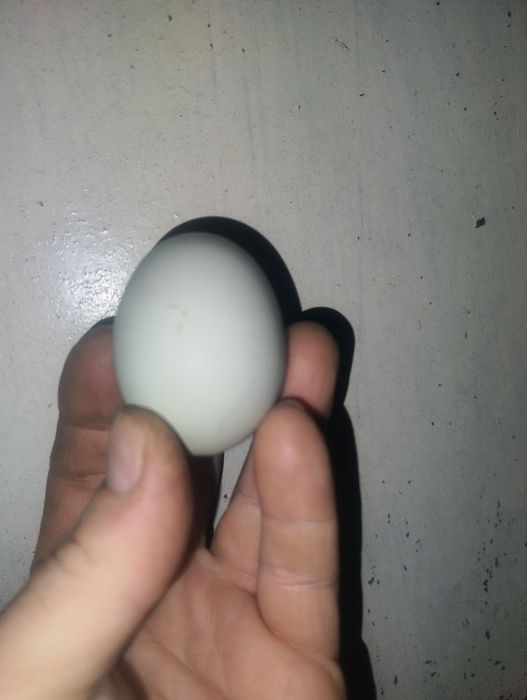 Jajka zielononóżki