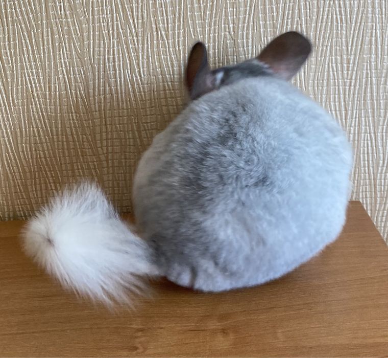 Мозайка мальчик грызун шинш