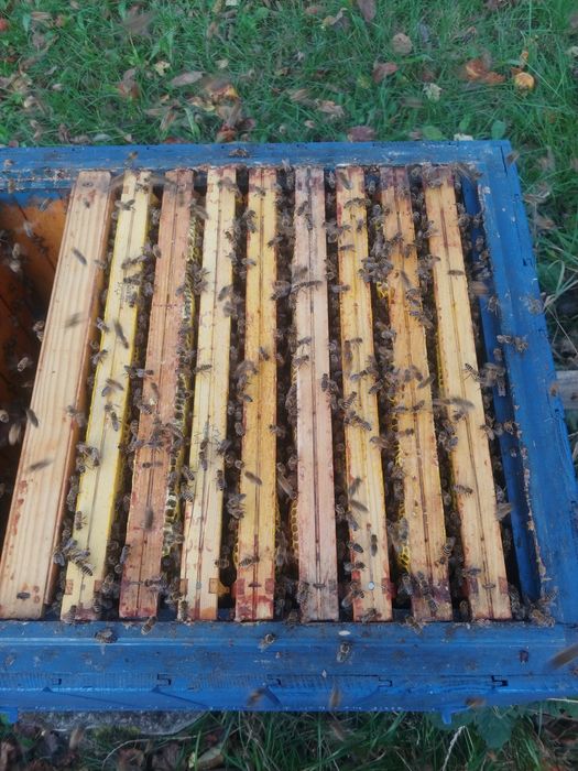 Pszczoły - Sprzedam Silne Rodziny