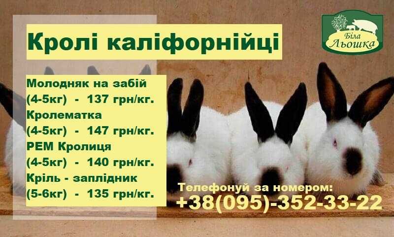 Кролі каліфорнійскі білі