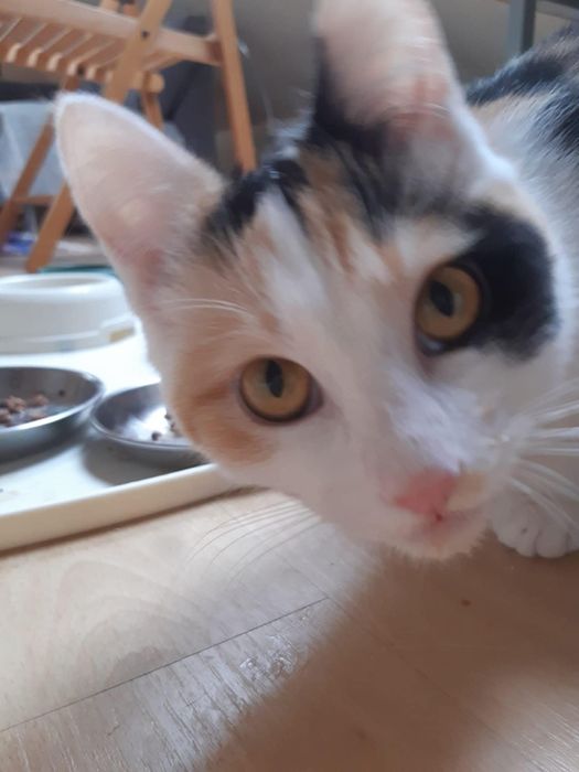 Cukne kotki do adopcji. Ostoja Mruczków