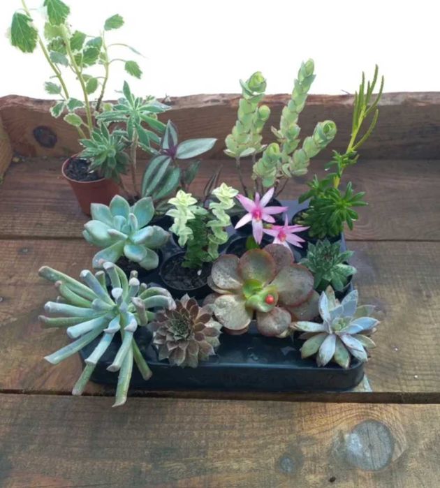 Lote 12 plantas + 1 oferta