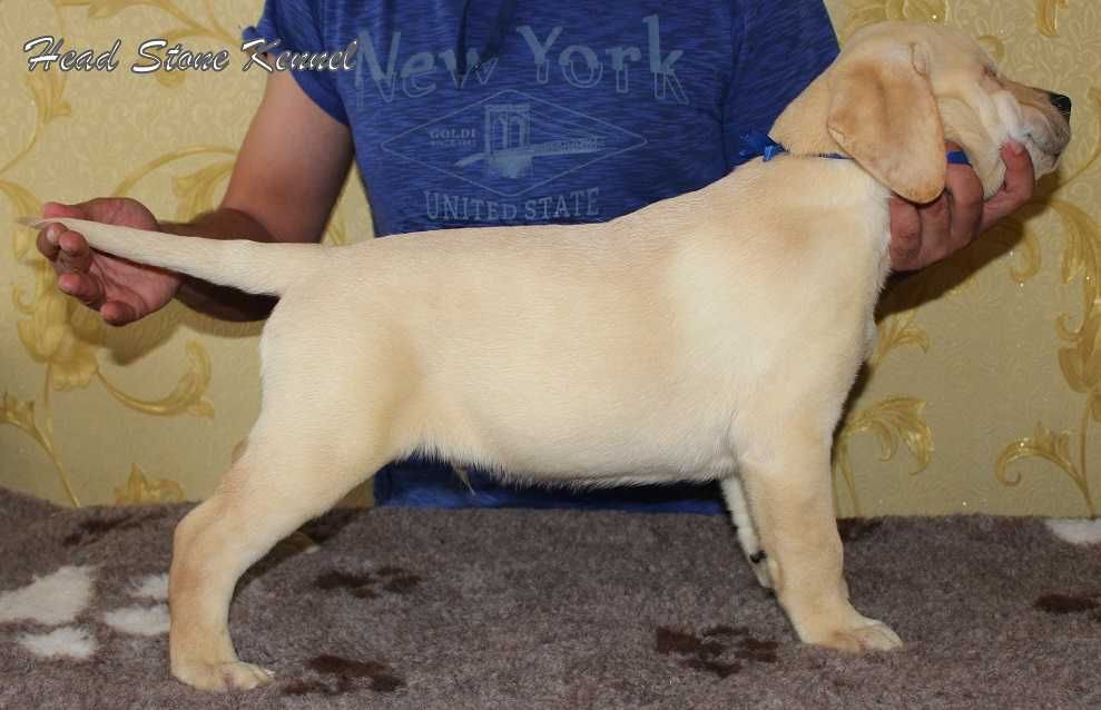 Щенки Лабрадора ретривера