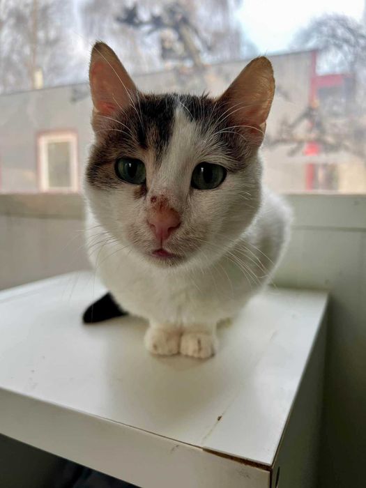 starszy kotek potrzebuje milosci