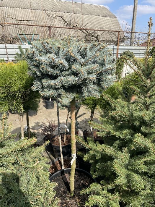 Сосни,ялини,ялівці