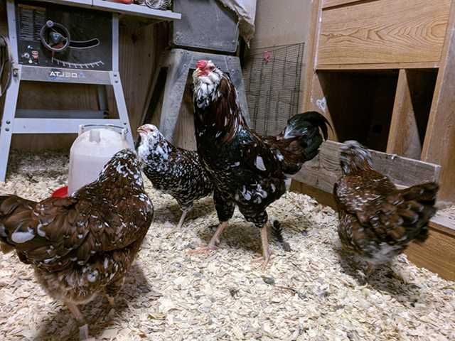 Інкубаційне яйце курей Орловська: ситцева, біла.