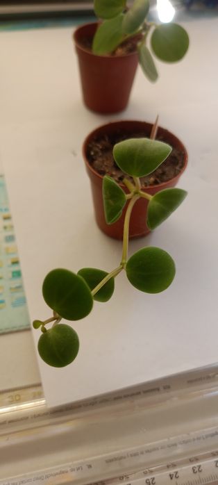 Peperomia tępolistna sprzedam lub zamienię na inną ciekawą roślinę