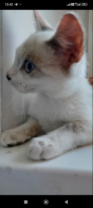 Отдам  даром котят в хорошие руки