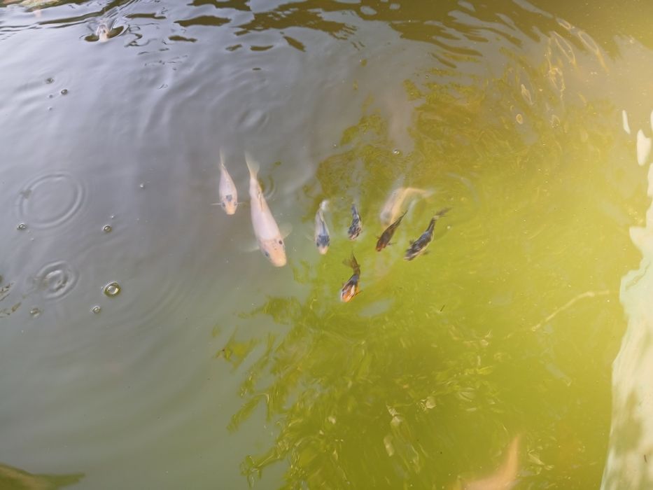 Peixes para lagos e aquários