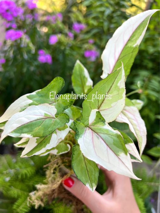 Сингониум Batik variegated, Dark Purple, Orm Nagpum, Oregano, Rayii