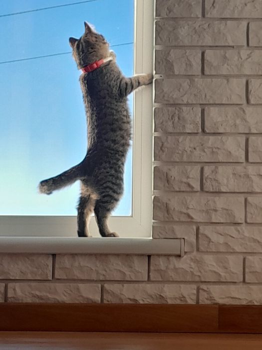 Кицюня в добрі руки