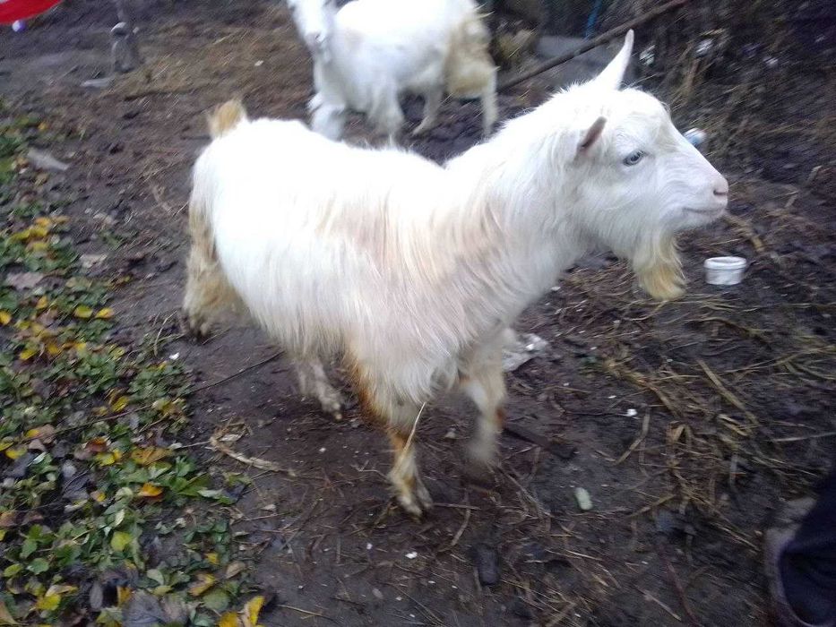 Продам козлов в хорошую семью