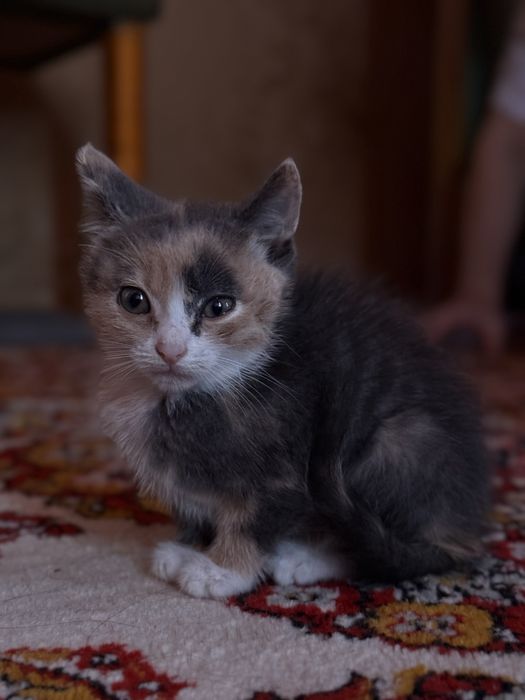 Віддаю кошеняток