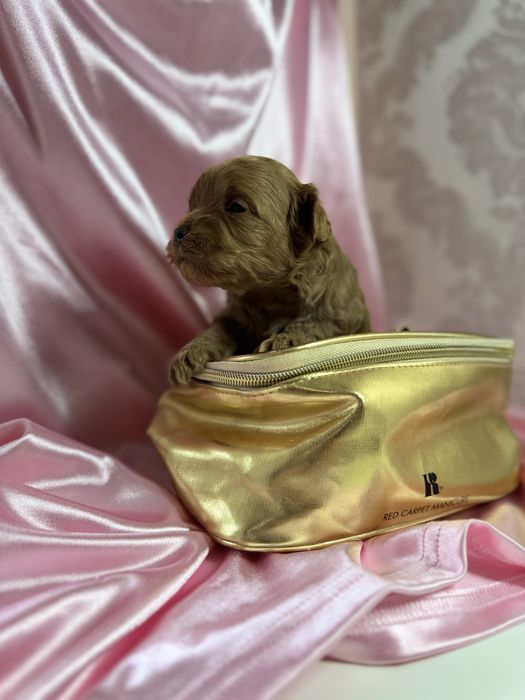 Мальтіпу хлопчик