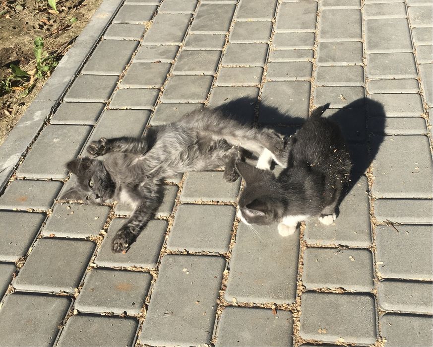 Кошеня в добрі руки