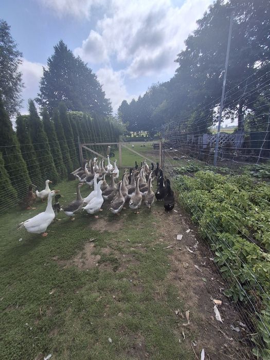 Sprzedam gęsi kaczki młode i roczne
