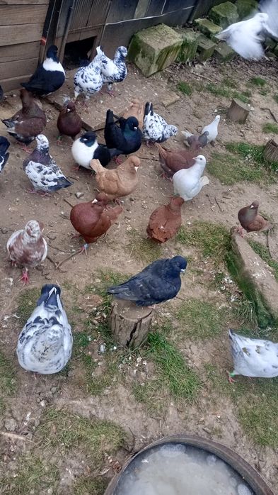 Sprzedam gołębie Kingi