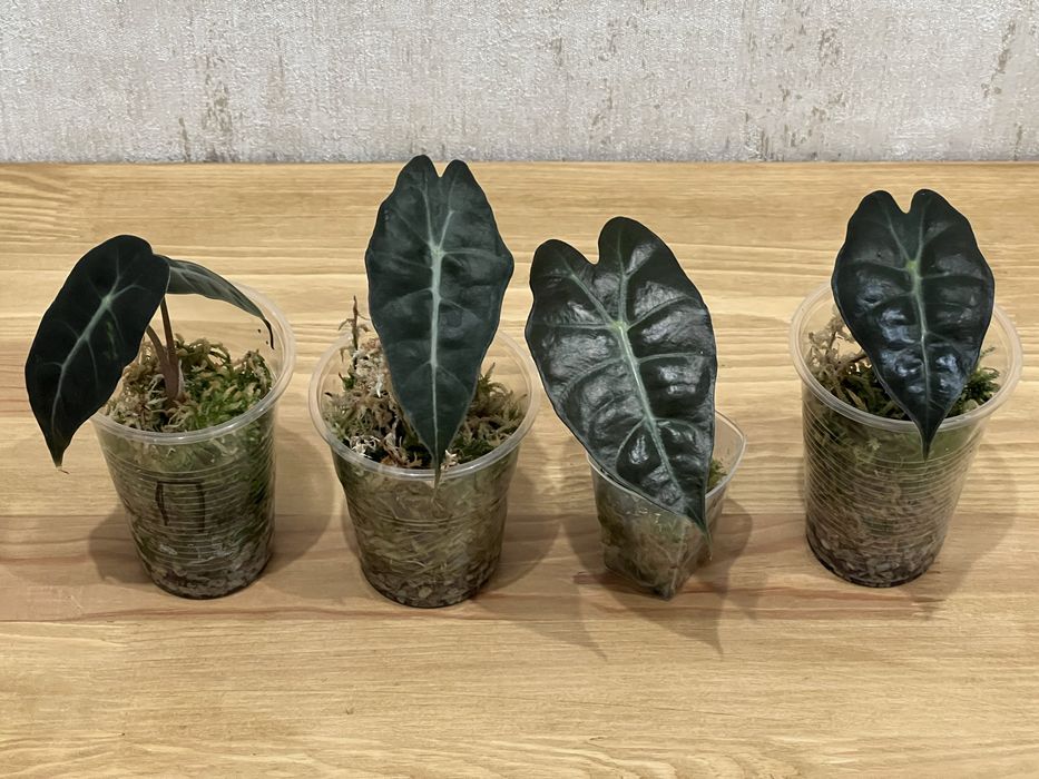 Алоказія, Венті, Скальпрум, Поллі