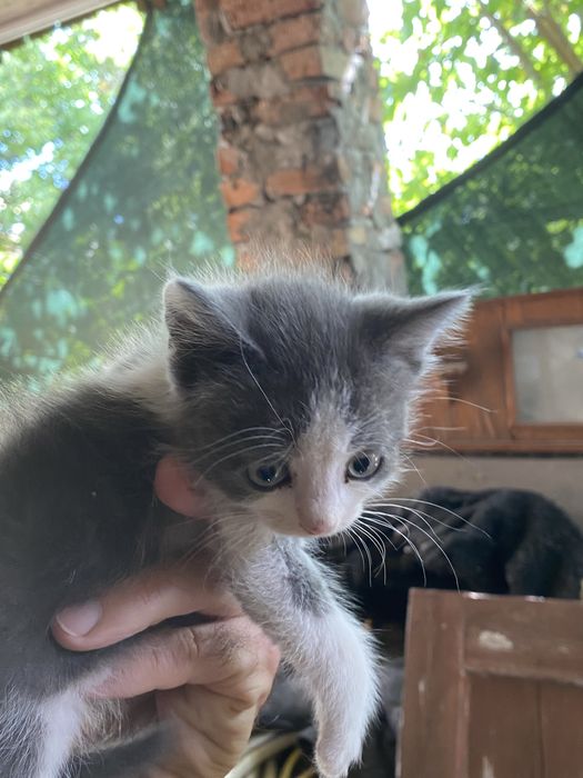 Котенята двоє  штук.