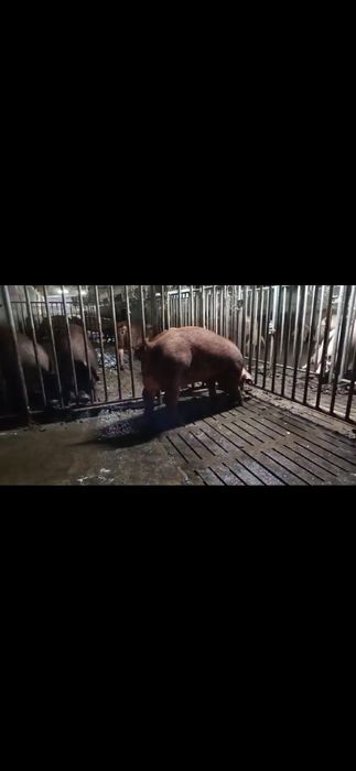 Осіменіння свиней